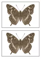 Vorschau - Stundenentwürfe - Bleistiftzeichnung: Schmetterling ergänzen - Freebie - Seite 2