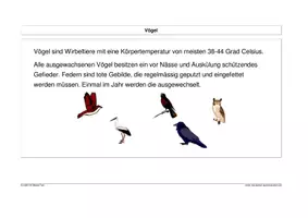 Vorschau - Stundenentwürfe - Vogelarten kennen - Seite 2