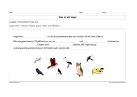Vorschau - Stundenentwürfe - Vogelarten kennen - Seite 3