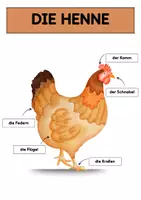 Vorschau - Präsentationen/Tafelbilder - Das Huhn Tafelmaterial | Das Ei | Die Henne - Seite 1