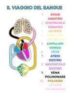 anteprima - Materiale di supporto/inclusione - CIRCOLAZIONE. - Pagina 1
