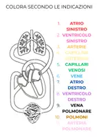 anteprima - Materiale di supporto/inclusione - CIRCOLAZIONE. - Pagina 2