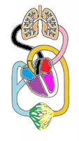 anteprima - Materiale di supporto/inclusione - CIRCOLAZIONE. - Pagina di copertina
