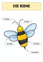 Vorschau - Arbeitsblätter - Die Biene | Tafelmaterial | Materialpaket - Seite 1