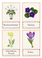Vorschau - Poster - Frühblüher - Bild- und Wortkarten (DAF/DAZ) Flashcards - Seite 1