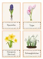 Vorschau - Poster - Frühblüher - Bild- und Wortkarten (DAF/DAZ) Flashcards - Seite 2