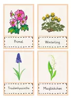 Vorschau - Poster - Frühblüher - Bild- und Wortkarten (DAF/DAZ) Flashcards - Seite 3