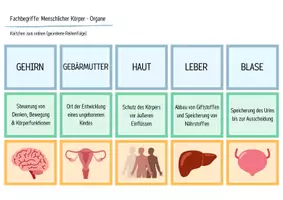 Vorschau - Arbeitsblätter - Organe des Menschen - Legekarten, Domino & Tabelle - Seite 1