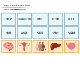 Vorschau - Arbeitsblätter - Organe des Menschen - Legekarten, Domino & Tabelle - Seite 3