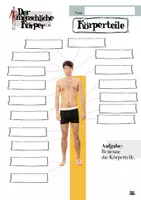 Vorschau - Arbeitsblätter - Der menschliche Körper - Körperteile - Seite 3