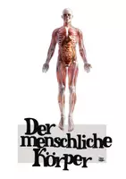 Vorschau - Arbeitsblätter - Der menschliche Körper - Körperteile - Seite 1