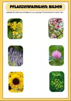 Vorschau - Arbeitsblätter - Pflanzenfamilien Lerntheke inkl. Flyer | Unterrichtsreihe "Blütenpflanzen", Biologie 5.-6. Klasse - Seite 3