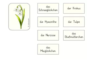 Vorschau - Unterrichtsreihen - Unterrichtseinheit Frühblüher – Frühling im Sachunterricht | Grundschule Klasse 1–2 - Seite 3