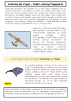 Vorschau - Arbeitsblätter - Anatomie des Vogels: Federn, Atmung, Flugapparat - Seite 1