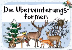 Vorschau - Poster - Tiere im Winter: Tafelmaterial zu den Überwinterungsformen & Überwinterungsorten - Seite 2
