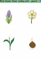Vorschau - Mal- und Bastelvorlagen - Lesekarten/Bildkarten - Frühblüher / Early Bloomer (Medium) - Englisch - Seite 3