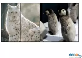 Aperçu - Apprentissages en autonomie - Puzzles – Animaux polaires | Jeu éducatif enfant (PDF) - Page 3