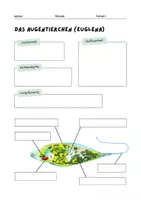 Vorschau - Arbeitsblätter - Augentierchen (Euglena) Arbeitsblatt Einzeller - Deckblatt
