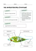 Vorschau - Arbeitsblätter - Augentierchen (Euglena) Arbeitsblatt Einzeller - Seite 1