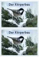 Vorschau - Arbeitsblätter - Tiere im Winter: Der Vogel (Wissenskartei, Tafelmaterial, Arbeitsblätter) - Seite 2