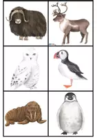 Aperçu - Apprentissages en autonomie - Tri par taille – Animaux polaires – Observation et logique - Page 3