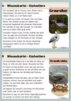 Vorschau - Stationenlernen - Tiere der Küste - Wissenskartei mit Steckbriefen - Seite 3
