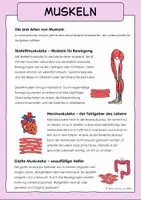 Vorschau - Arbeitsblätter - Muskeln (Körper) des Menschen - Sachtexte und Arbeitsblätter - Seite 2
