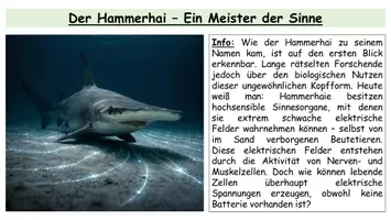 Vorschau - Stundenentwürfe - Ruhepotential - Unterrichtsstunde mit Arbeitsblatt zum Ablauf - Seite 1