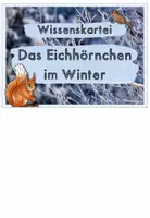 Vorschau - Arbeitsblätter - Tiere im Winter: Das Eichhörnchen (Wissenskartei & Arbeitsblätter) - Seite 1