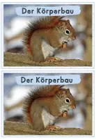 Vorschau - Arbeitsblätter - Tiere im Winter: Das Eichhörnchen (Wissenskartei & Arbeitsblätter) - Seite 2