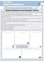 Vorschau - Arbeitsblätter - Abiotische Umweltfaktoren (Bedeutung / Angepasstheit / Temperatur /Bergmannsche & Allensche Regel / Licht / Sonnenblatt & Schattenblatt / Ökologie / Biologie) - Seite 2