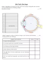 Vorschau - Test - Test Sinnesorgan Auge - Seite 1