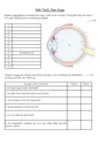 Vorschau - Test - Test Sinnesorgan Auge - Seite 3