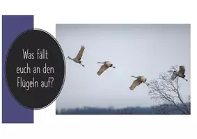 Vorschau - Arbeitsblätter - Wirbeltiergruppe Vögel – Flugarten der Vögel - Seite 3
