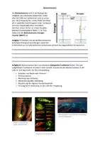 Vorschau - Arbeitsblätter - Arbeitsblatt zu Fluoreszenz und Phosphoreszenz - Seite 3