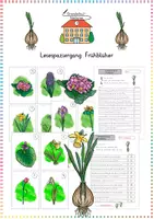 Vorschau - Arbeitsblätter - Frühblüher: Lesespaziergang (Sinnentnehmendes Lesen) - Sachunterricht / Deutsch - Kl. 1/2 - Deckblatt