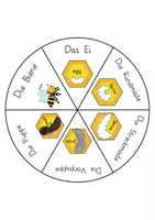 Vorschau - Arbeitsblätter - Die Biene (Wiese & Insekten): Lebenszyklus-Drehscheibe (Bastelvorlage) - Sachunterricht - Kl. 2/3 - Seite 2