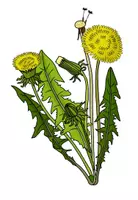 Vorschau - Präsentationen/Tafelbilder - Löwenzahn und Pusteblume - Tafelmaterial für die Lernwerkstatt - Seite 2