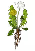 Vorschau - Präsentationen/Tafelbilder - Löwenzahn und Pusteblume - Tafelmaterial für die Lernwerkstatt - Seite 3