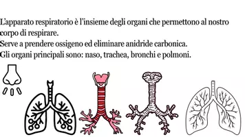 anteprima - Compiti in classe/Test - Apparato Respiratorio_ cl Quarta-Quinta - scienze Il Corpo Umano - Pagina 3