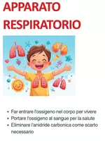 anteprima - Compiti in classe/Test - Apparato Respiratorio_ cl Quarta-Quinta - scienze Il Corpo Umano - Pagina di copertina