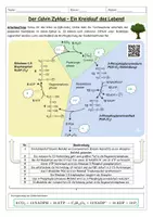 Vorschau - Arbeitsblätter - Calvin-Zyklus / Dunkelreaktionen - Arbeitsblatt mit Schema - Seite 2