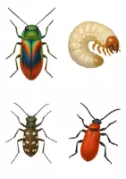 Vorschau - Bildkarten - Bildkarten_Käfer, Insekten, Spinnentiere - Seite 3