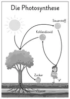 Vorschau - Arbeitsblätter - Photosynthese einfach erklärt für die Grundschule - Seite 3