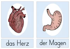 Vorschau - Spiele - Materialpaket: Organe Begriffe festigen (Klasse 2 - 4) - Seite 3