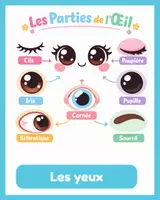 Aperçu - Préparation de séquence / Séquence complète - Le corps humain – Cartes de vocabulaire illustrées - Page 1