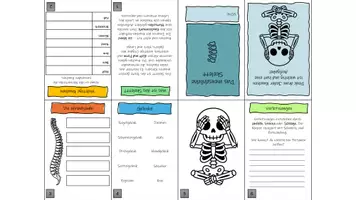 Vorschau - Stationenlernen - Buddybook: das menschliche Skelett - Biologie 5./6. Klasse - Seite 1