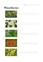 Vorschau - Arbeitsblätter - Wiesenblumen Arbeitsblatt (10 Blumen) Lineatur 2.-4. Klasse - Seite 2