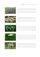 Vorschau - Arbeitsblätter - Wiesenblumen Arbeitsblatt (10 Blumen) Lineatur 2.-4. Klasse - Seite 1