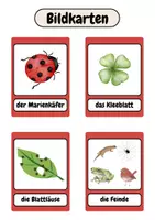 Vorschau - Bildkarten - Bildkarten - Marienkäfer | Lernkarten - Seite 2